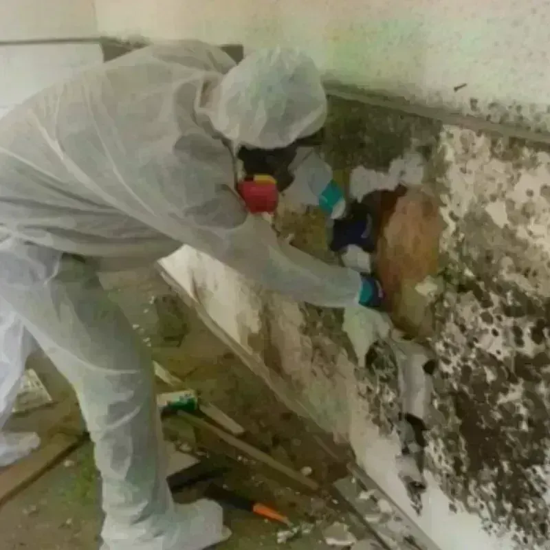 Mold Remediation and Removal in Noble County, OH